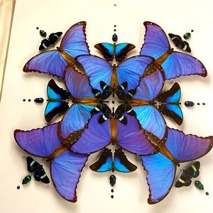 Christopher Marley Confluence Print of beetles and butterflies 12 X 12. 1/2.